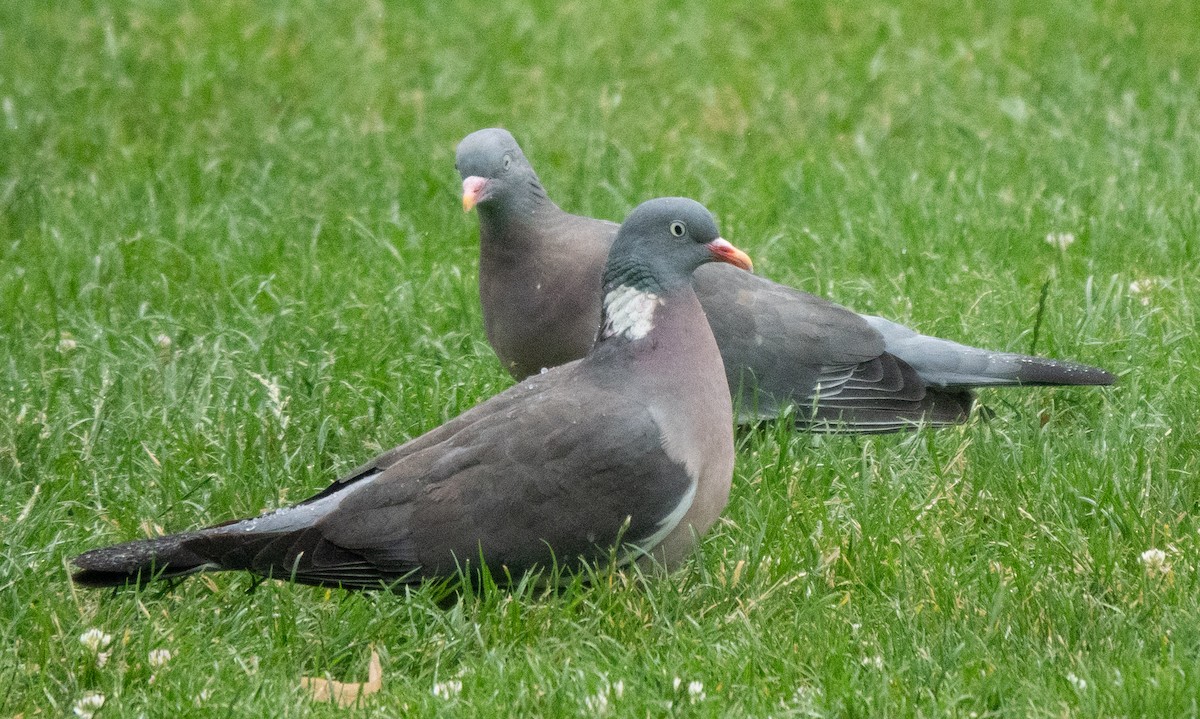 Common Wood-Pigeon - ML621231118
