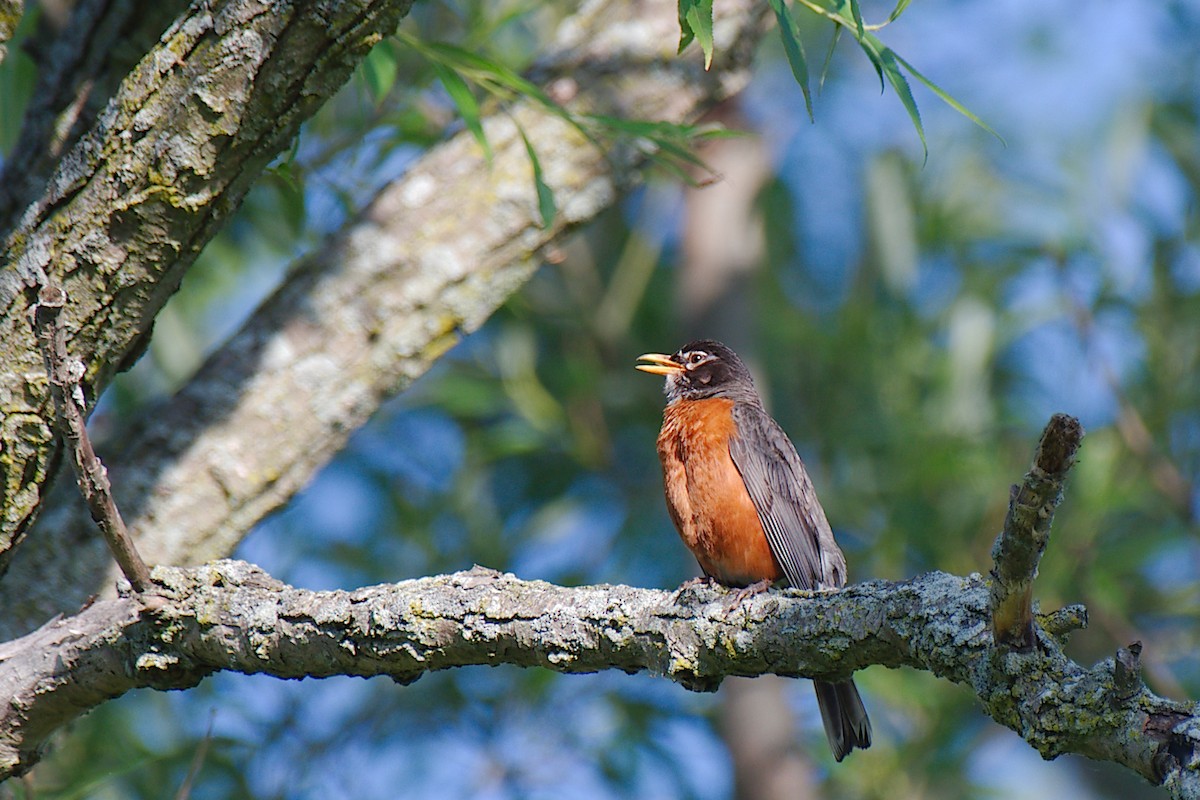 American Robin - Rick Beaudon