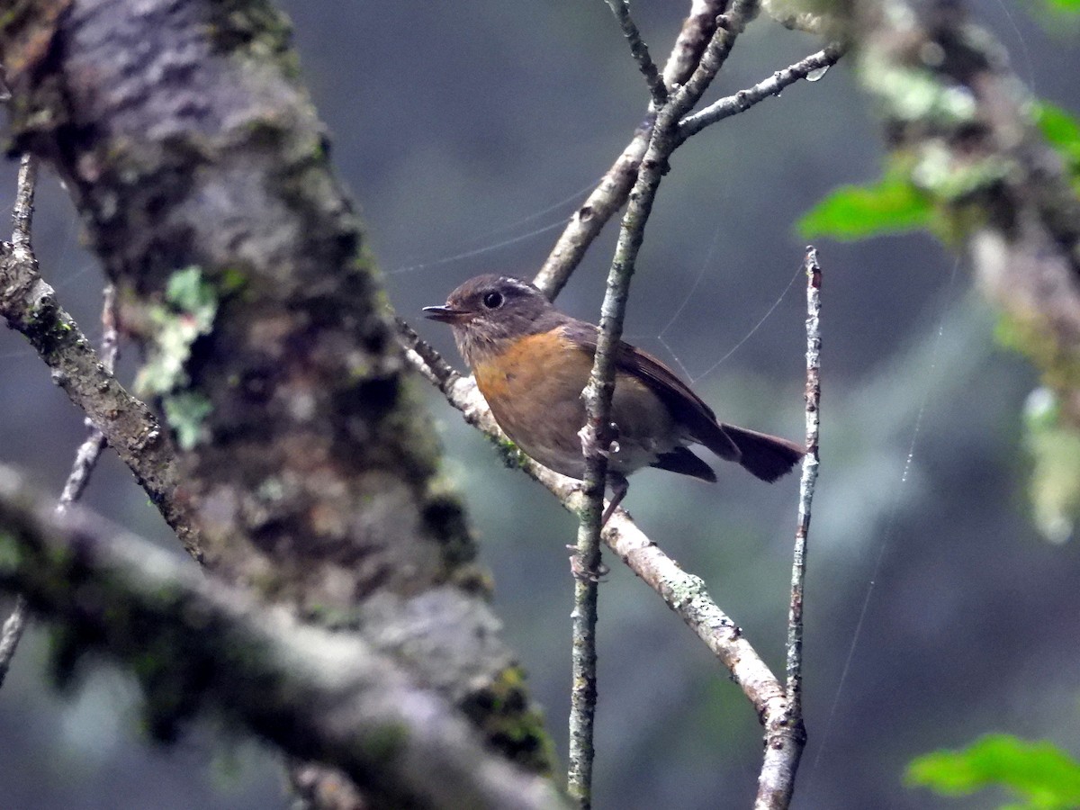 Collared Bush-Robin - ML621231155