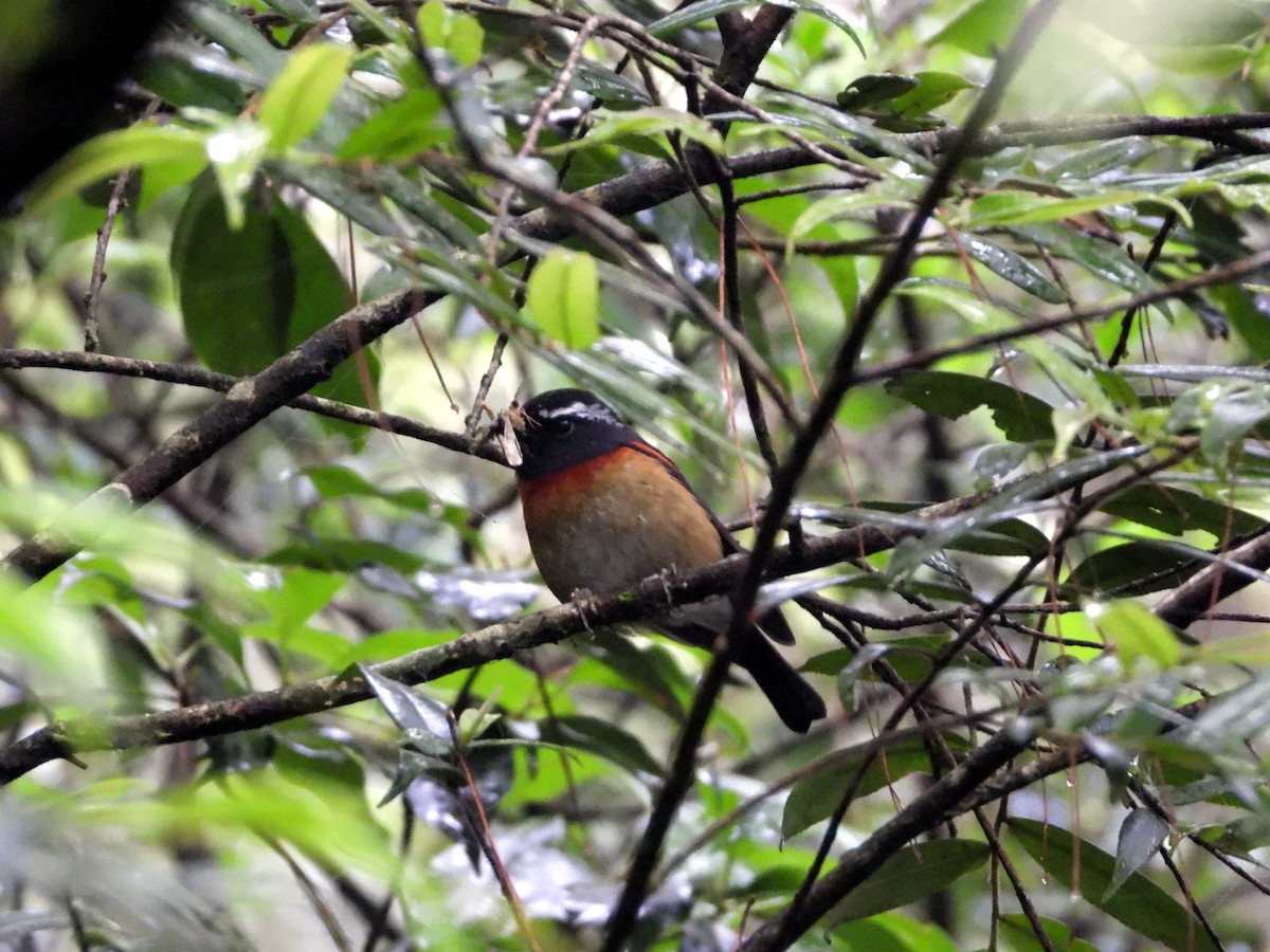 Collared Bush-Robin - ML621231157