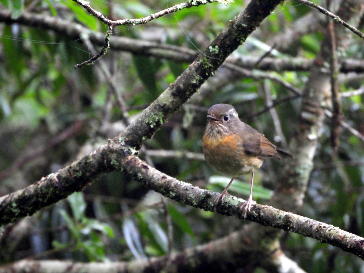 Collared Bush-Robin - ML621231159