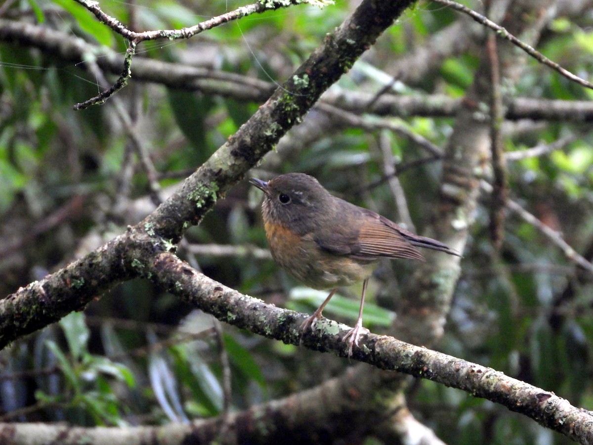 Collared Bush-Robin - ML621231160