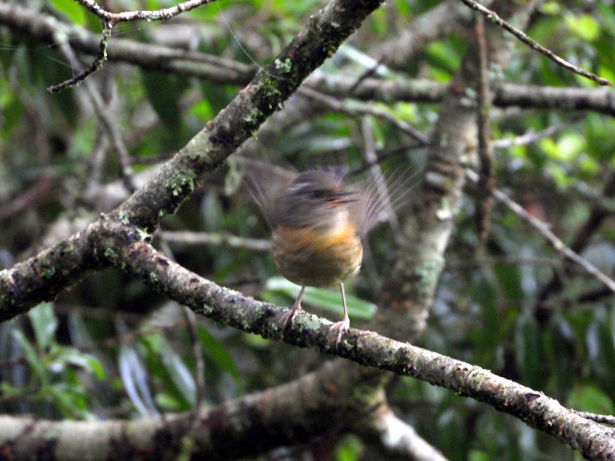 Collared Bush-Robin - ML621231162