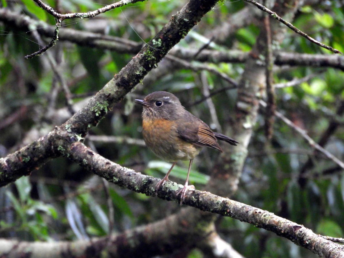 Collared Bush-Robin - ML621231163