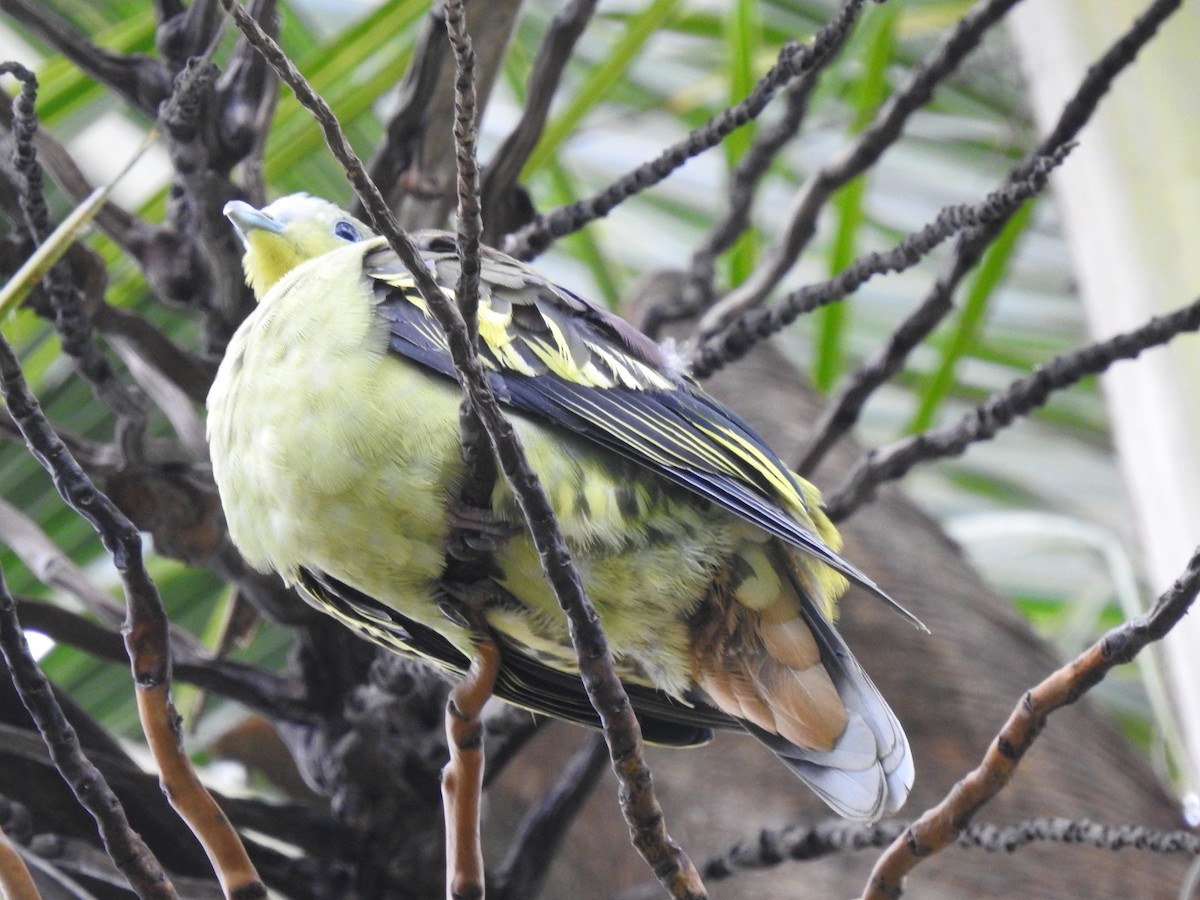 Gray-fronted Green-Pigeon - ML621231168