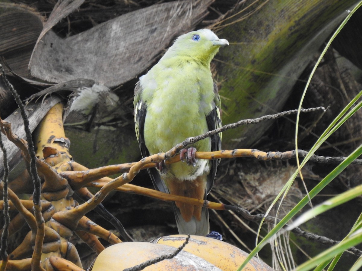 Gray-fronted Green-Pigeon - ML621231172