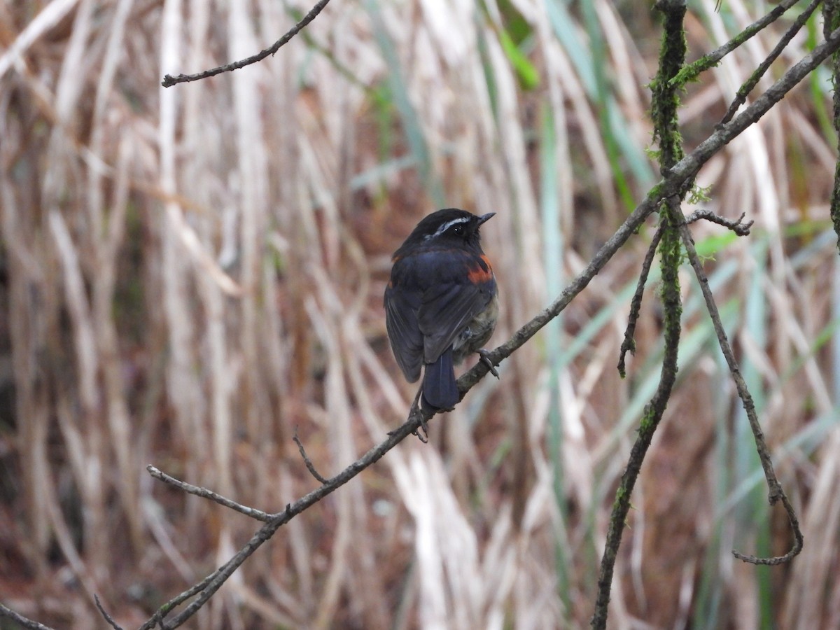 Collared Bush-Robin - ML621231210