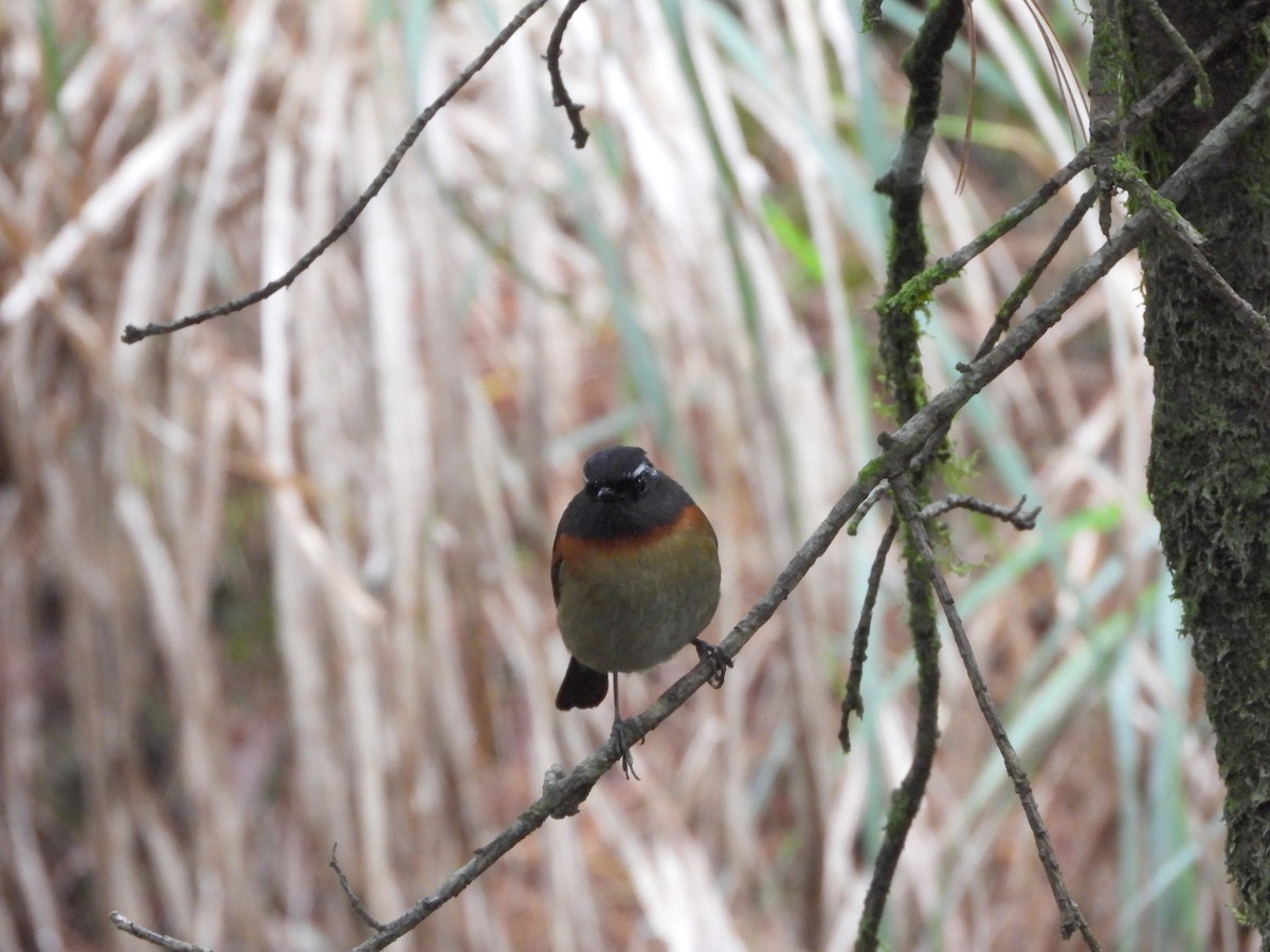 Collared Bush-Robin - ML621231211