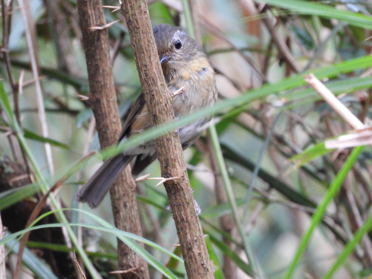 Collared Bush-Robin - ML621231212