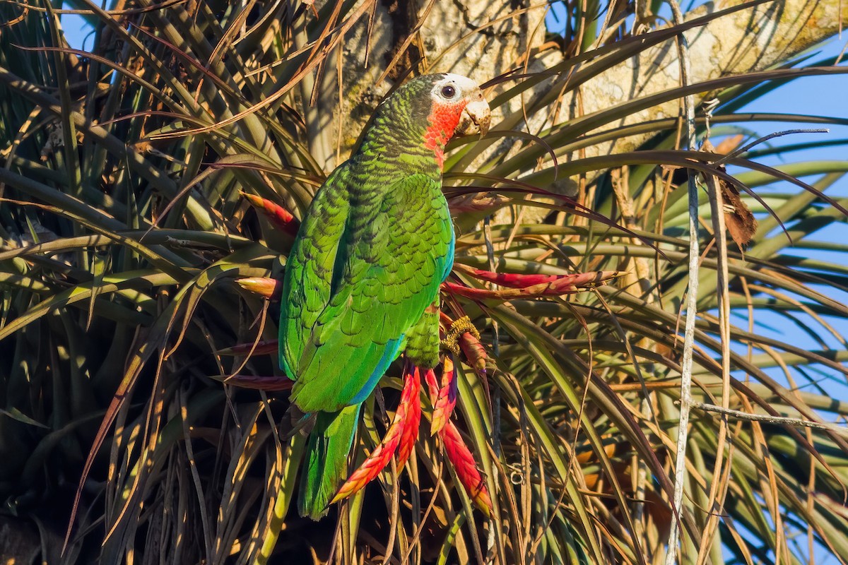 Cuban Parrot (Cuban) - ML621231238