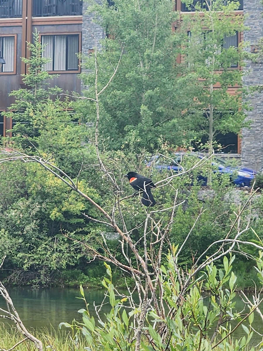 Red-winged Blackbird - ML621231246