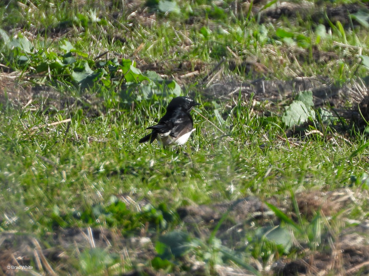 Willie-wagtail - ML621231274