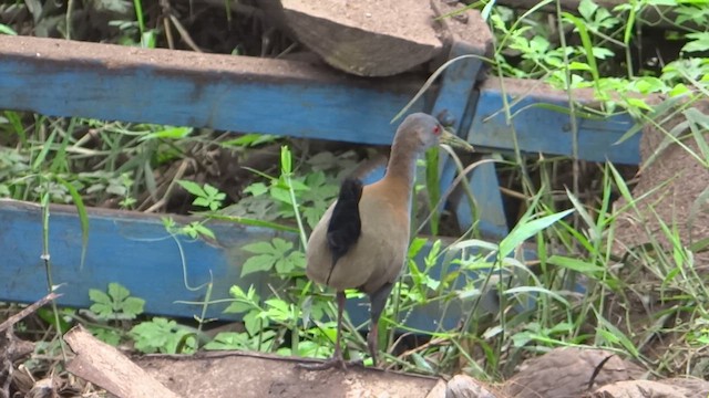 Slaty-breasted Wood-Rail - ML621231305