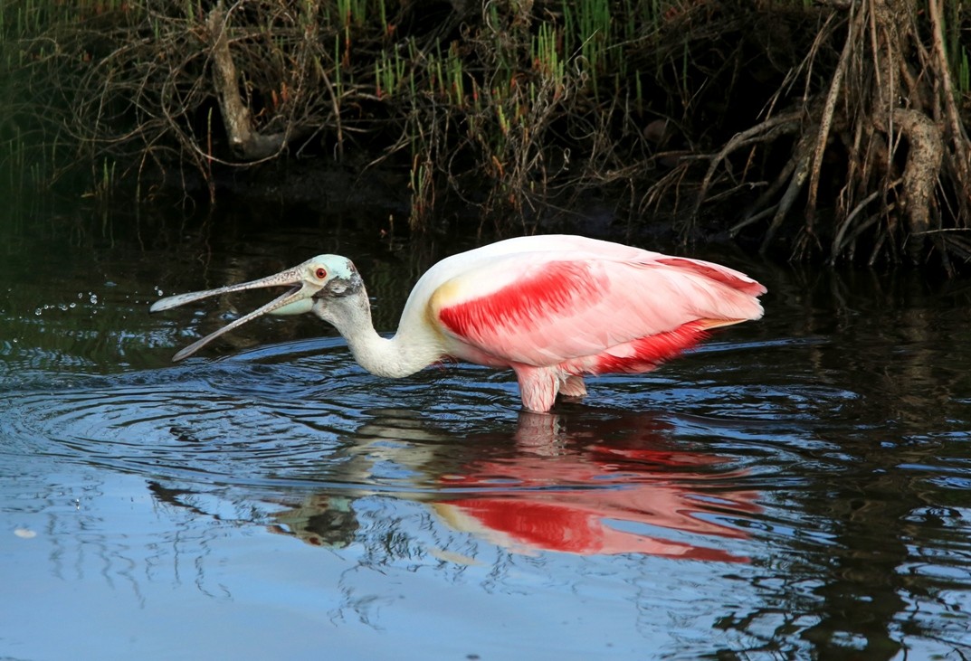 Roseate Spoonbill - Brad Bergstrom