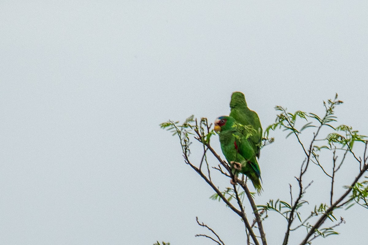 White-fronted Parrot - ML621231314
