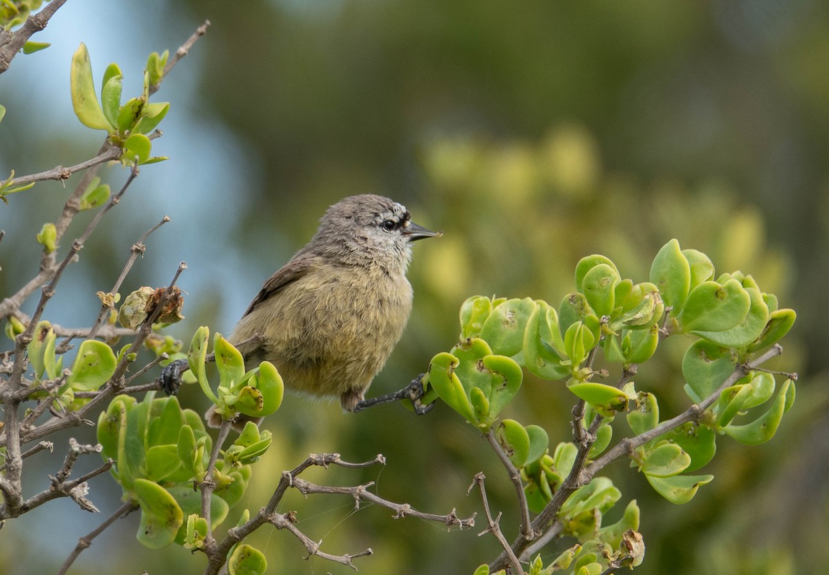 Pájaro Moscón de El Cabo - ML621231389