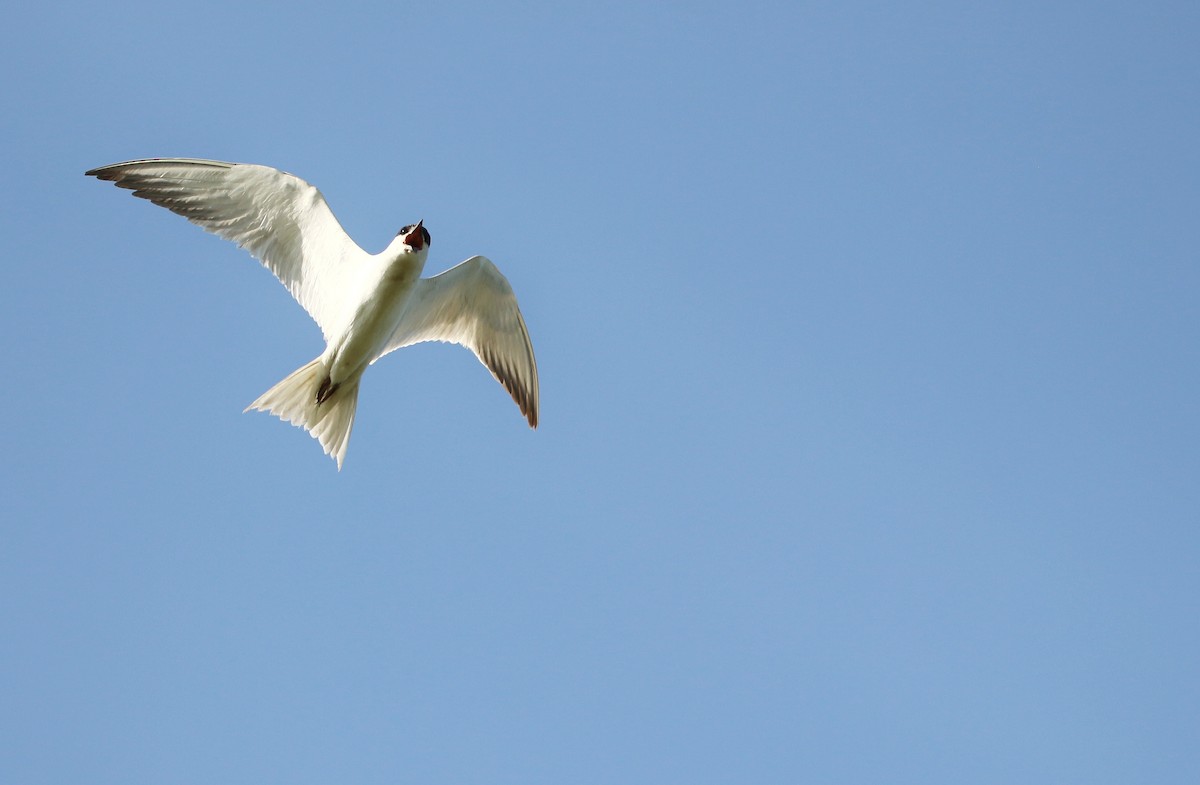 Gull-billed Tern - ML621231436