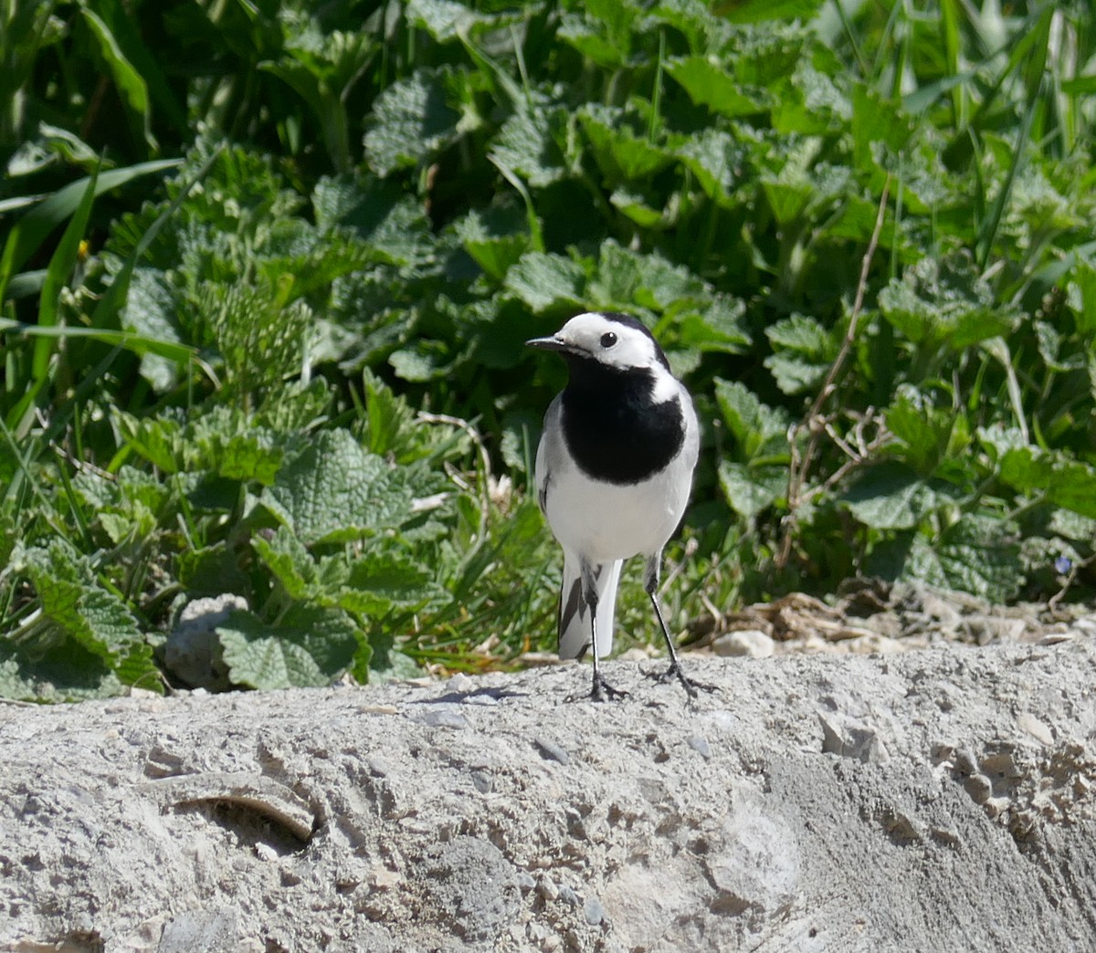 White Wagtail - ML621231452