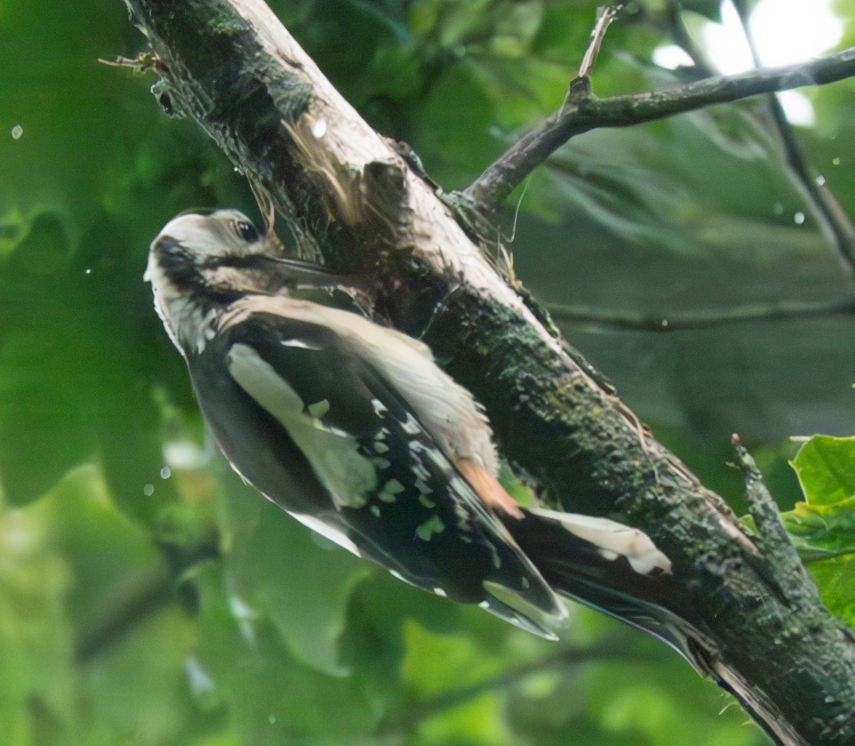 Great Spotted Woodpecker - ML621231465