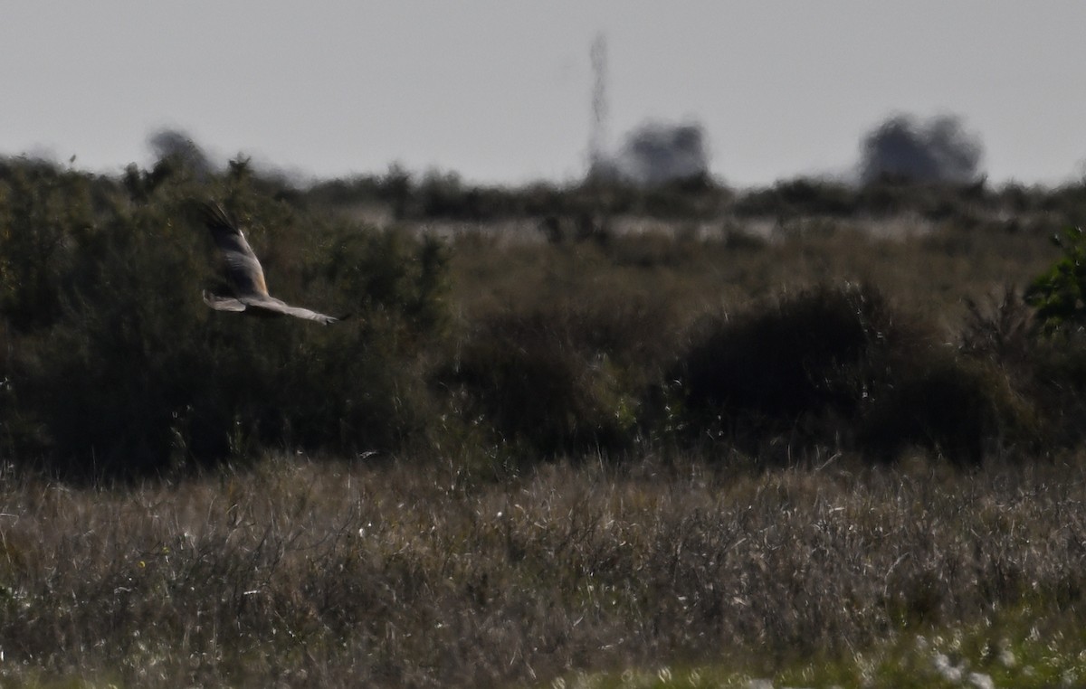 Spotted Harrier - ML621231468