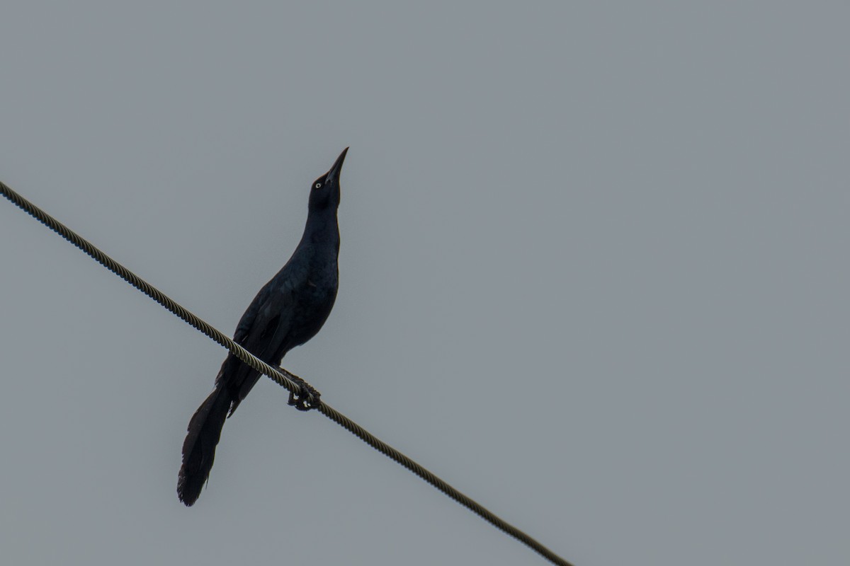 Great-tailed Grackle - ML621231473