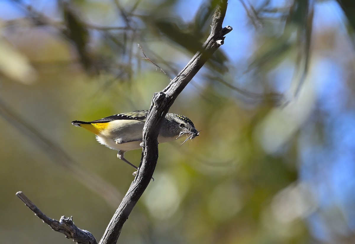 Spotted Pardalote (Yellow-rumped) - ML621231514