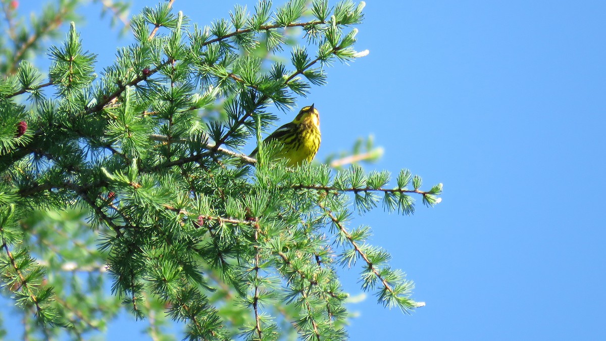 Cape May Warbler - ML621231529