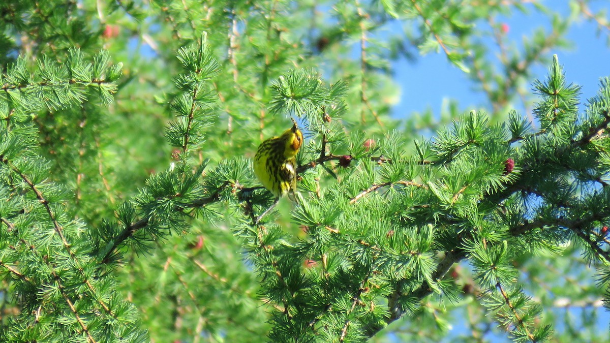 Cape May Warbler - ML621231530