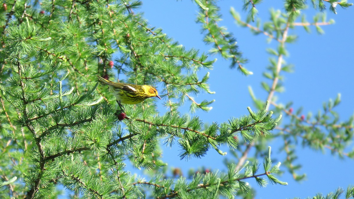 Cape May Warbler - ML621231531