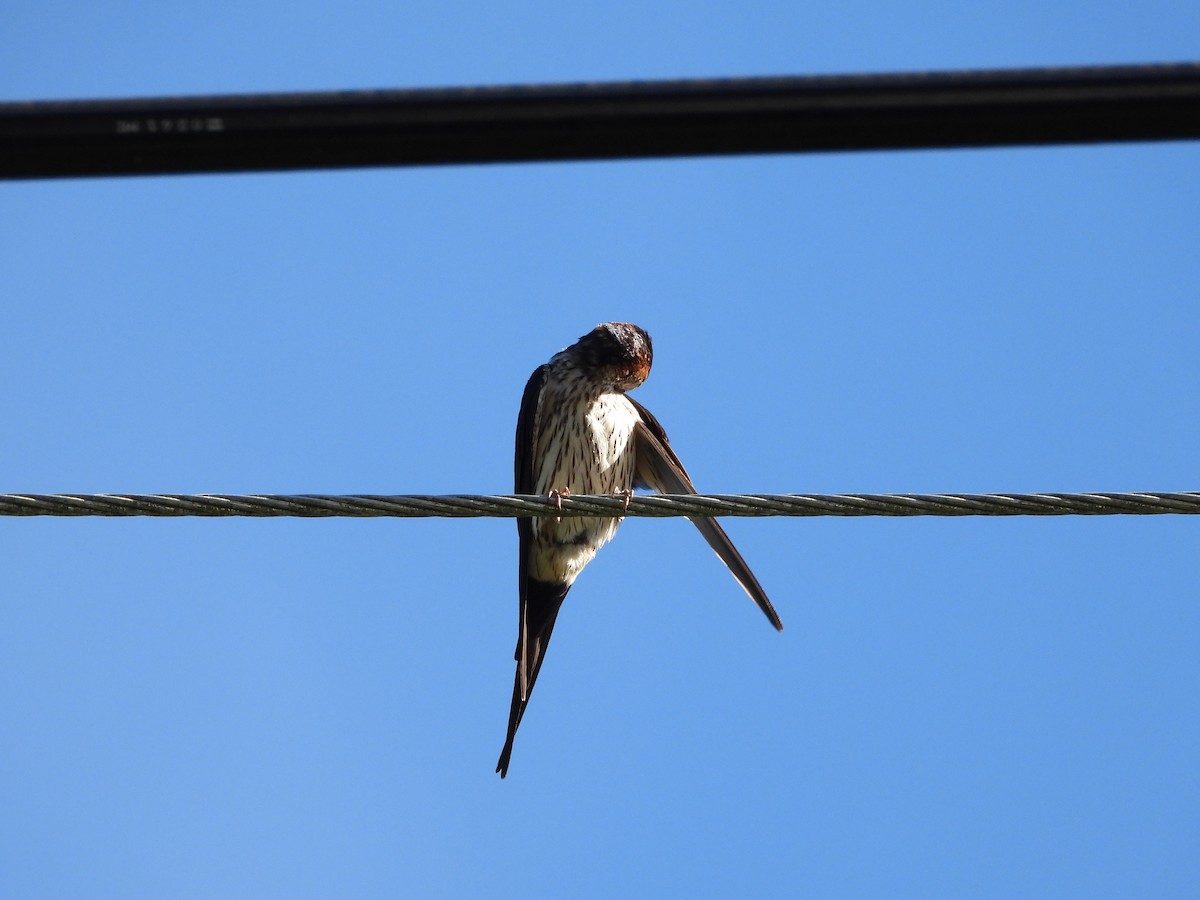 Striated Swallow - ML621231550