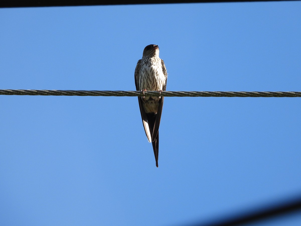 Striated Swallow - ML621231551