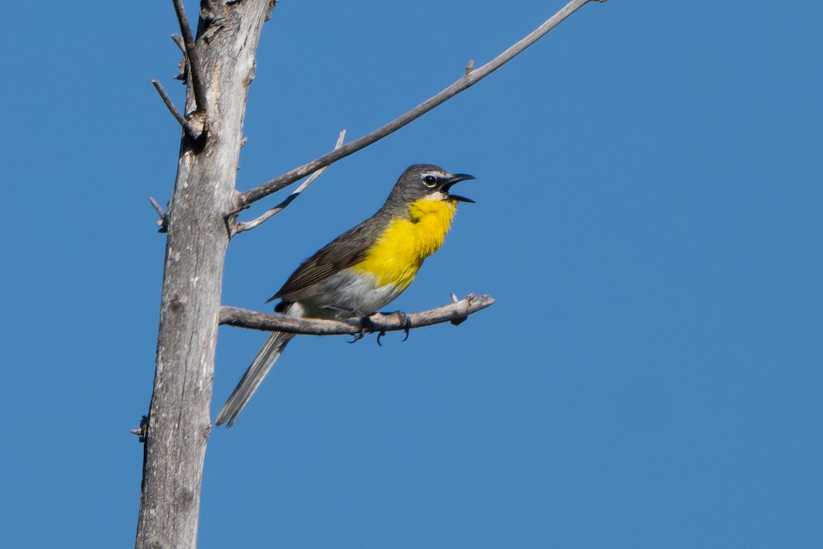 Yellow-breasted Chat - ML621231580