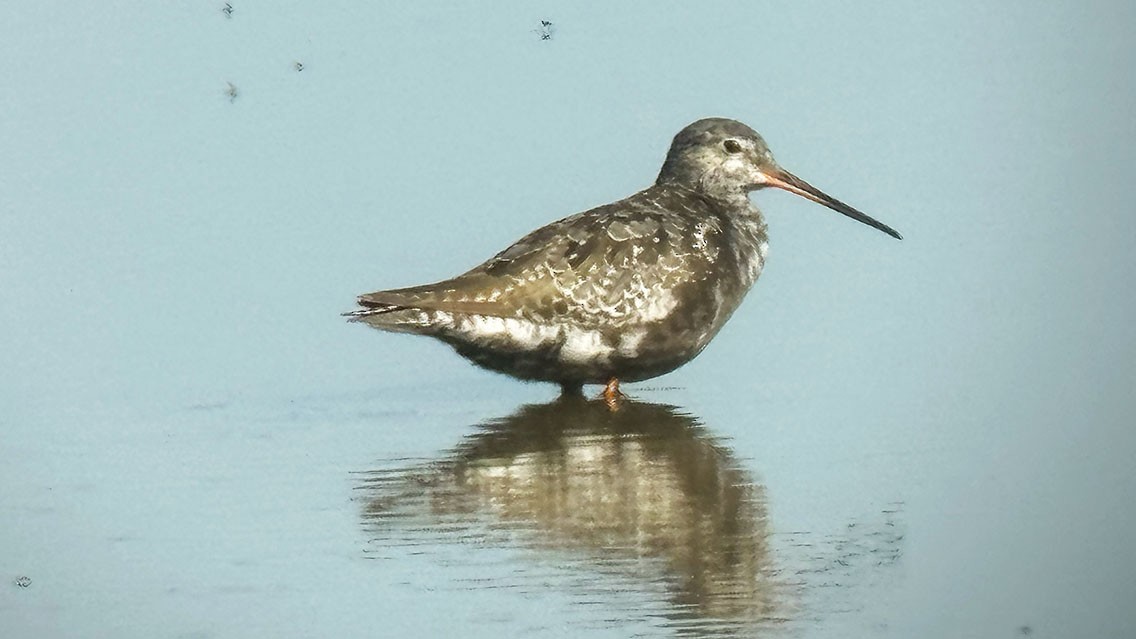 Spotted Redshank - ML621231589