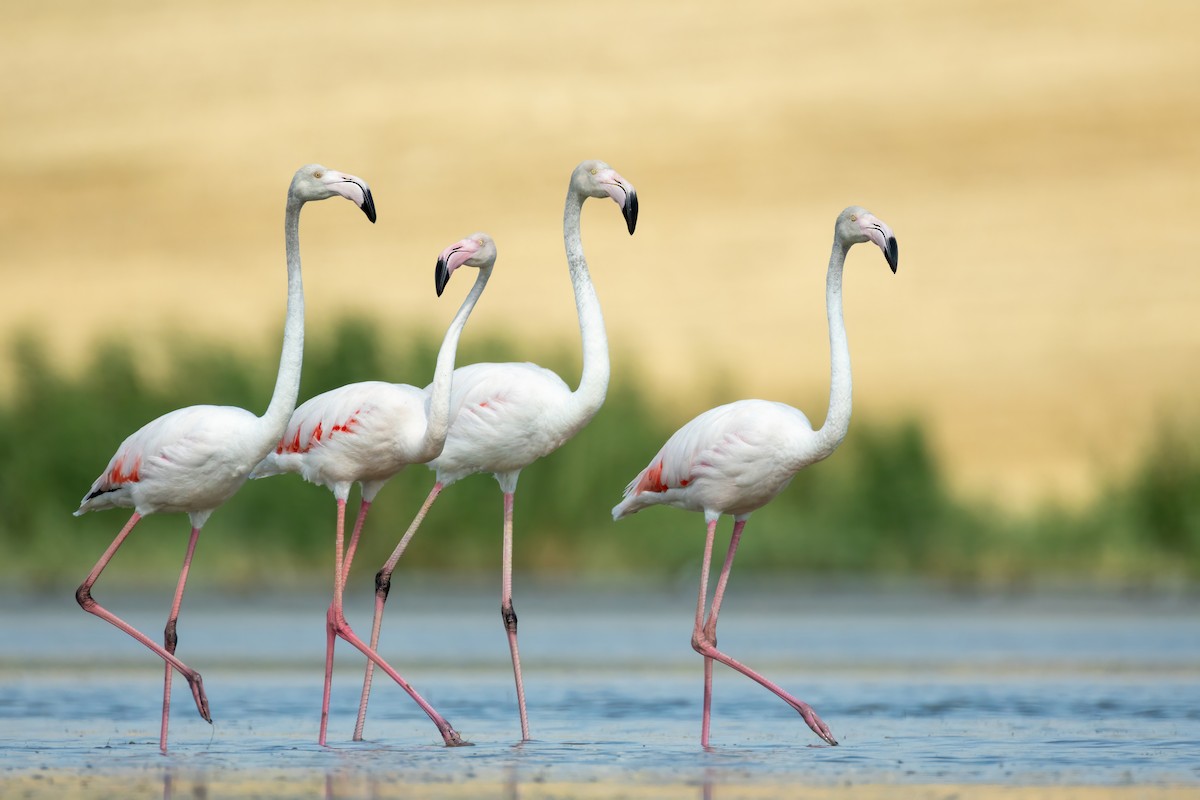 Greater Flamingo - ML621231591