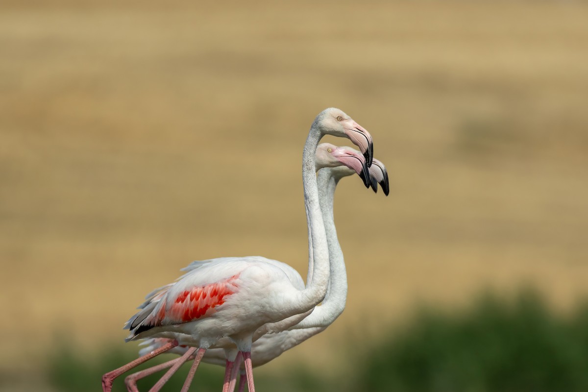 Greater Flamingo - ML621231593