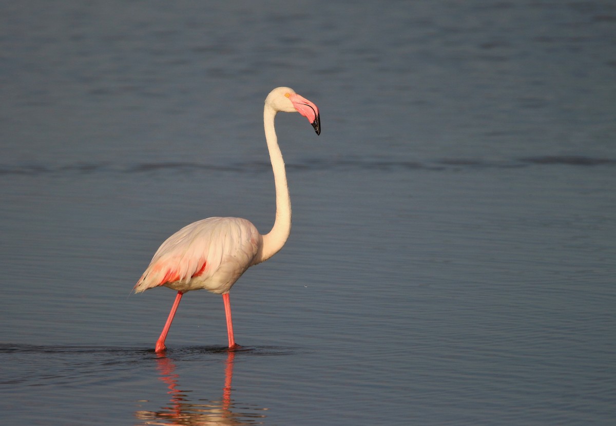 Greater Flamingo - ML621231594