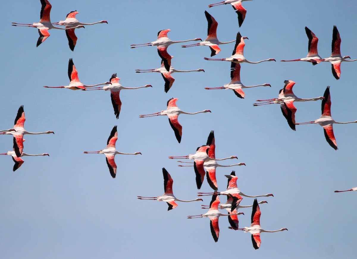 Greater Flamingo - ML621231595