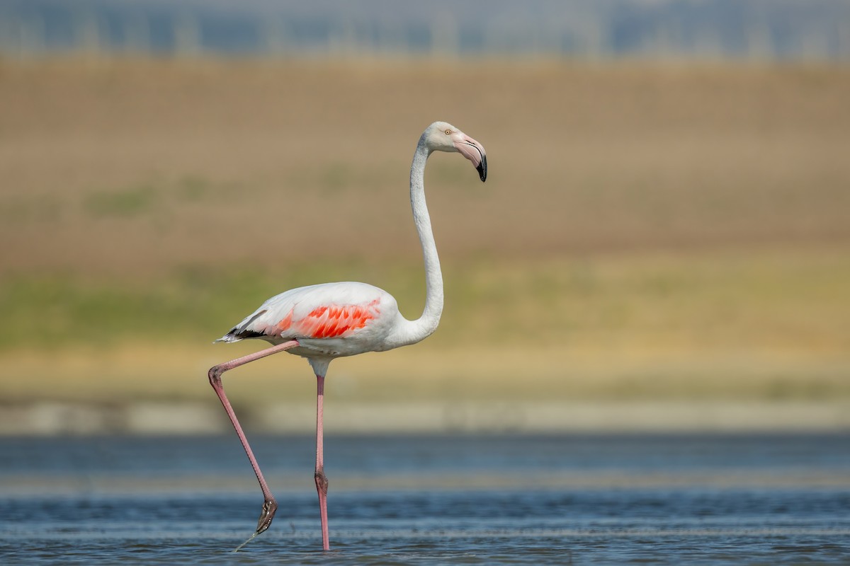 Greater Flamingo - ML621231599