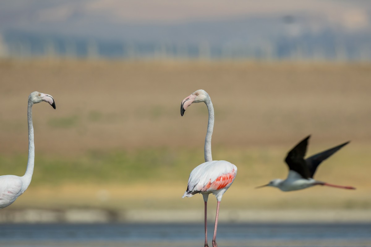 Greater Flamingo - ML621231601