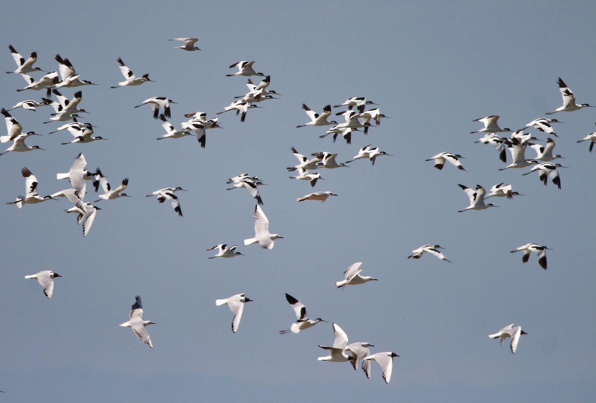 Pied Avocet - ML621231603