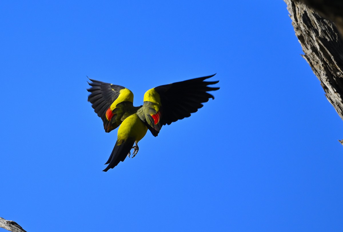 papouškovec žlutokřídlý - ML621231608