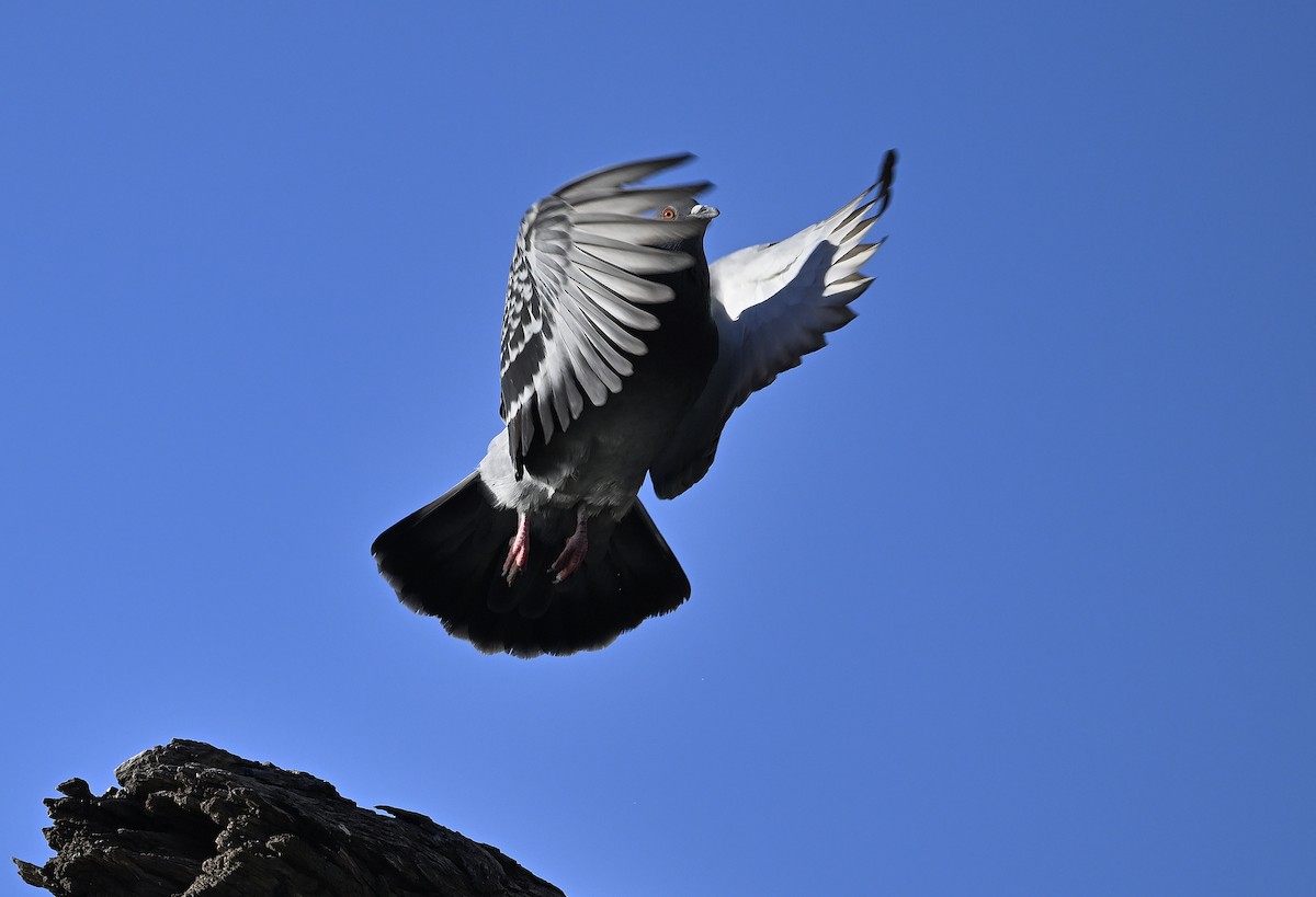 Pigeon biset (forme domestique) - ML621231610