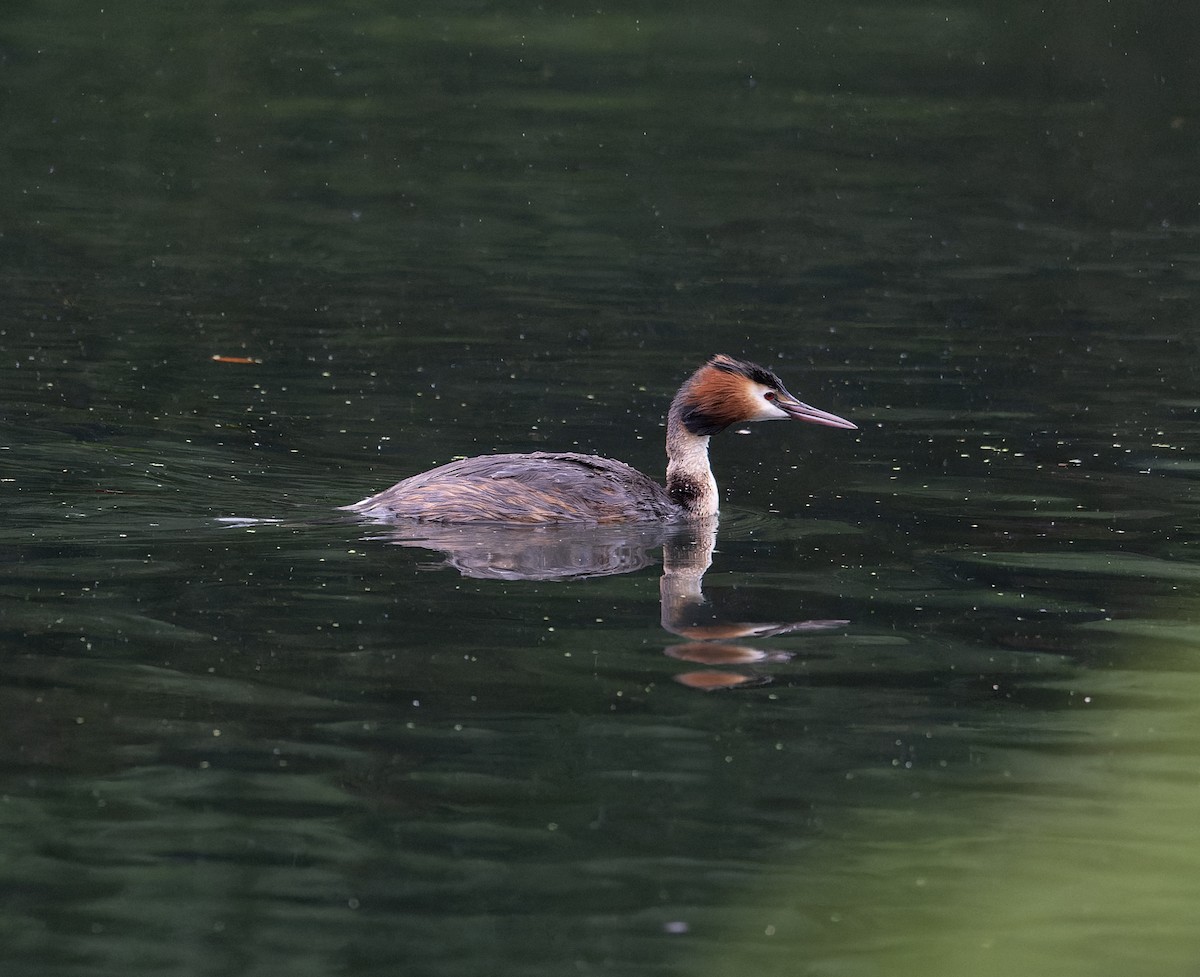 Great Crested Grebe - ML621231624