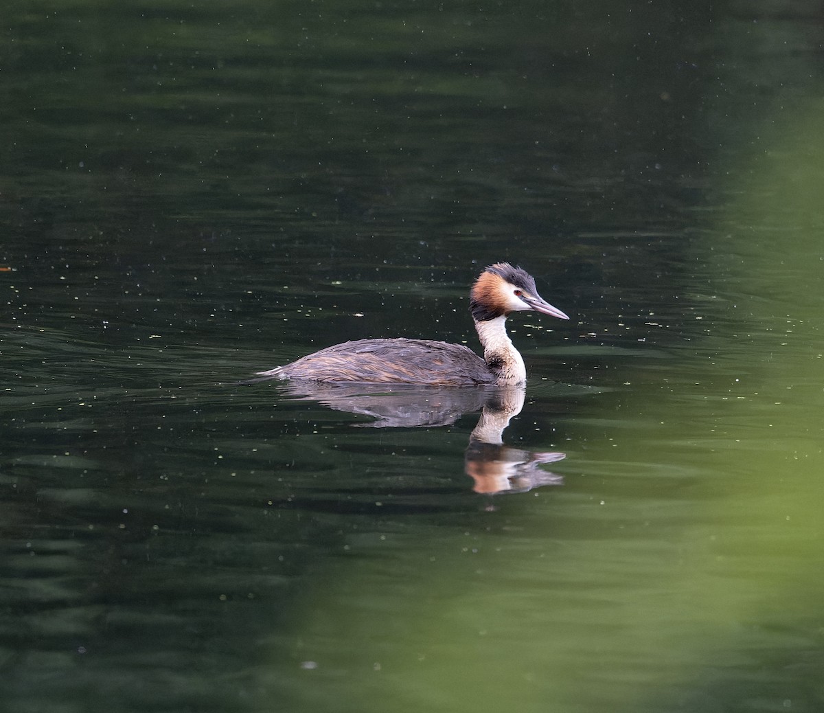 Great Crested Grebe - ML621231625