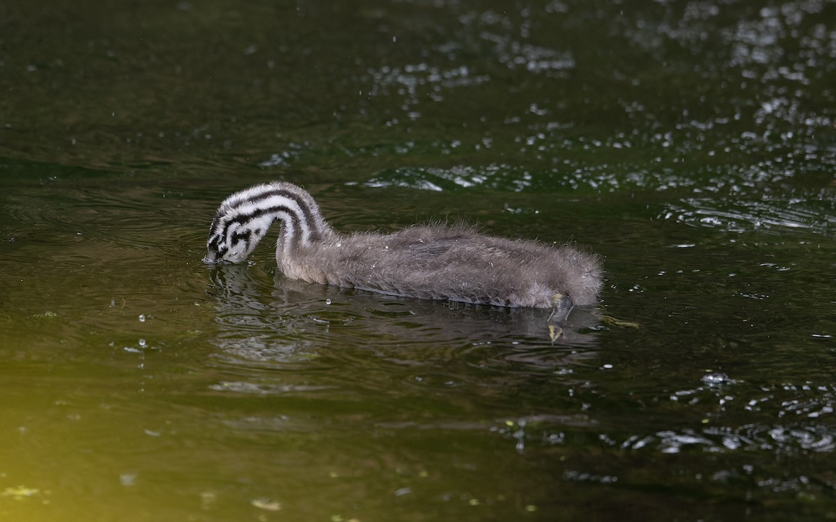 Great Crested Grebe - ML621231635