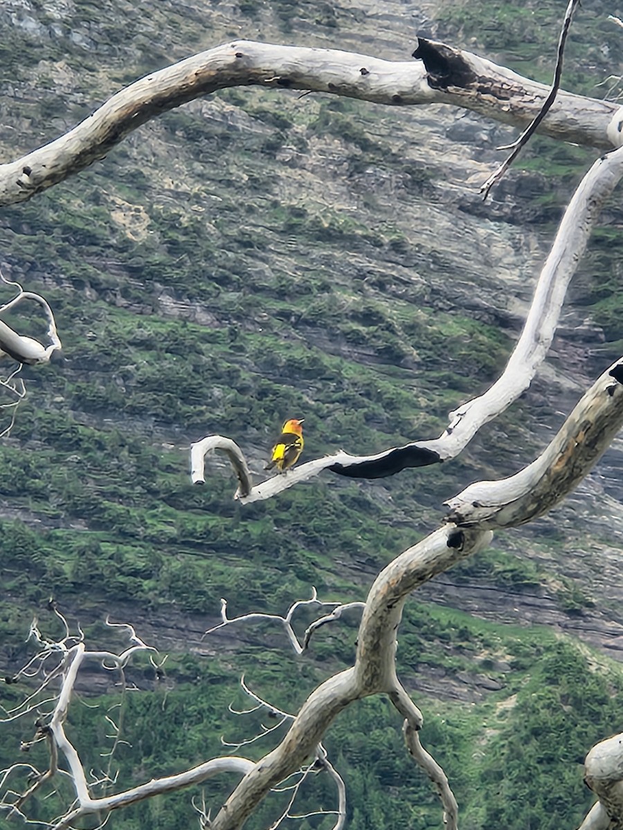 Western Tanager - ML621231672