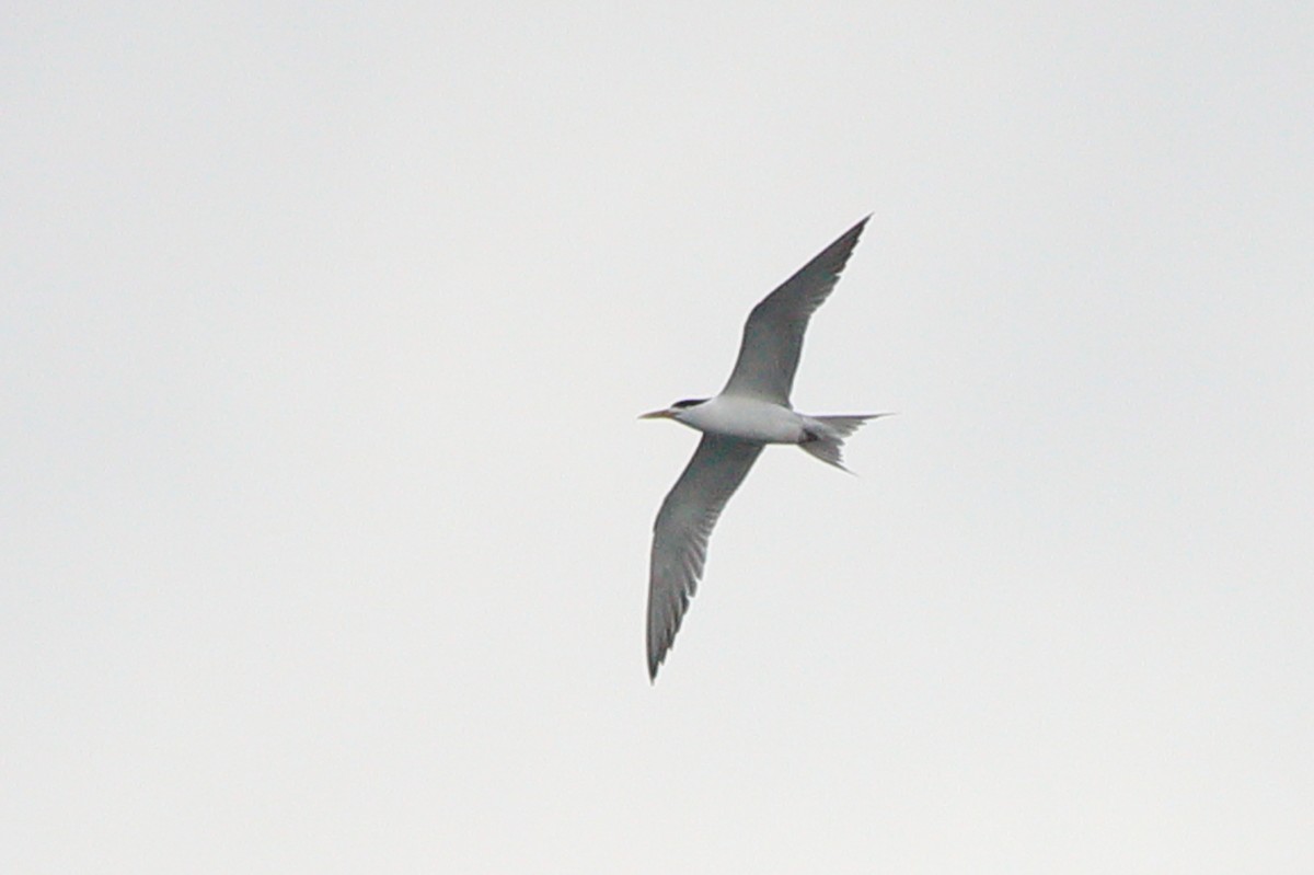 Great Crested Tern - ML621231674
