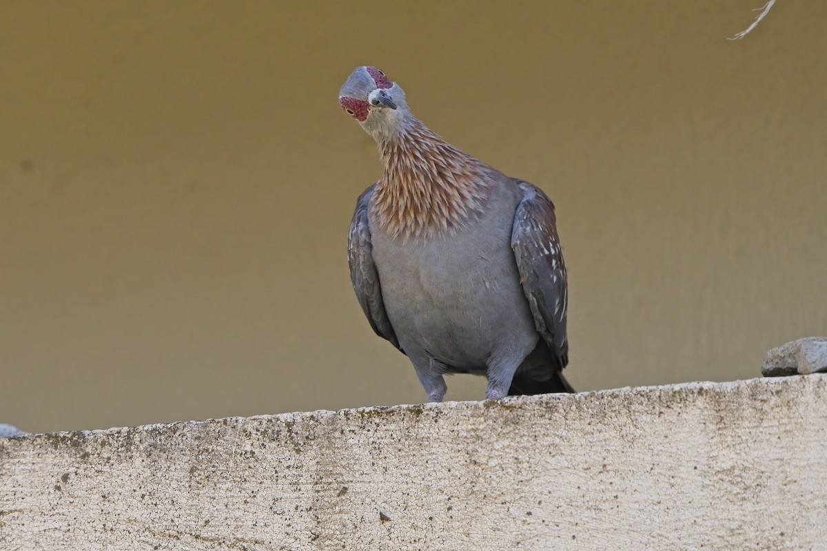 Pigeon roussard - ML621231678