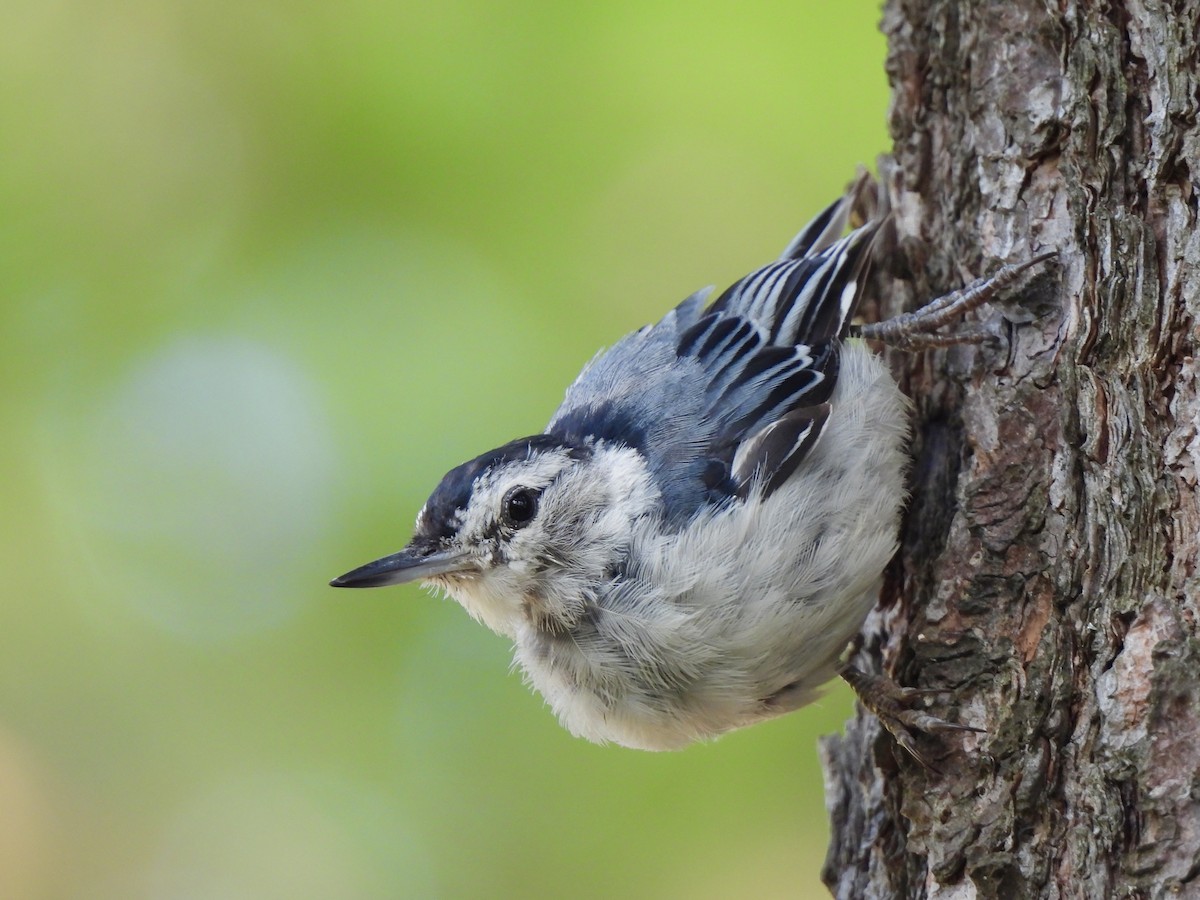White-breasted Nuthatch - ML621231709