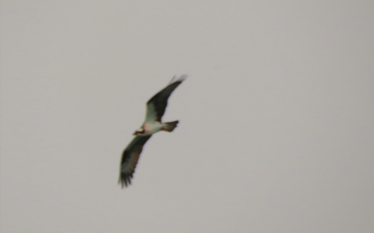 Osprey - Ted Floyd